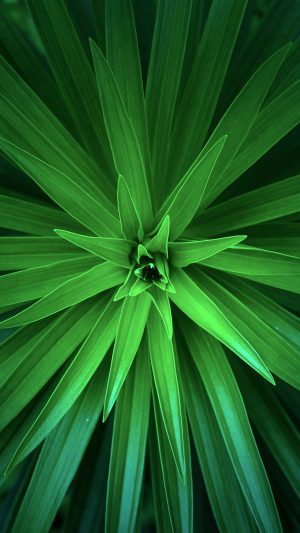 Leaf Flower Green Line Nature Android wallpaper