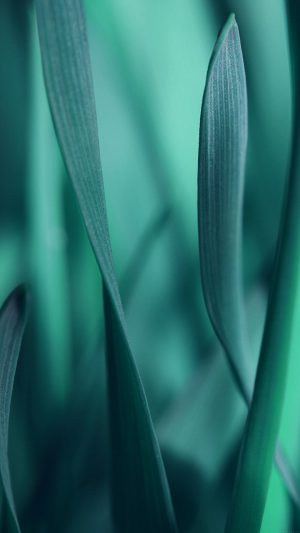 Leaf Grass Blue Bokeh Nature Android wallpaper