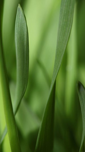 Leaf Grass Bokeh Nature Android wallpaper