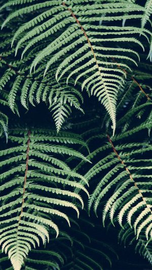 Leaf Green Nature Jan Erik Waider Android wallpaper