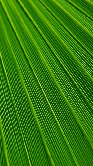 Leaf Green Surface Texture Nature Pattern Android wallpaper