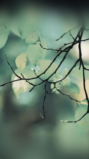 Leaf Green Tree Sleeping Wood Nature Android wallpaper