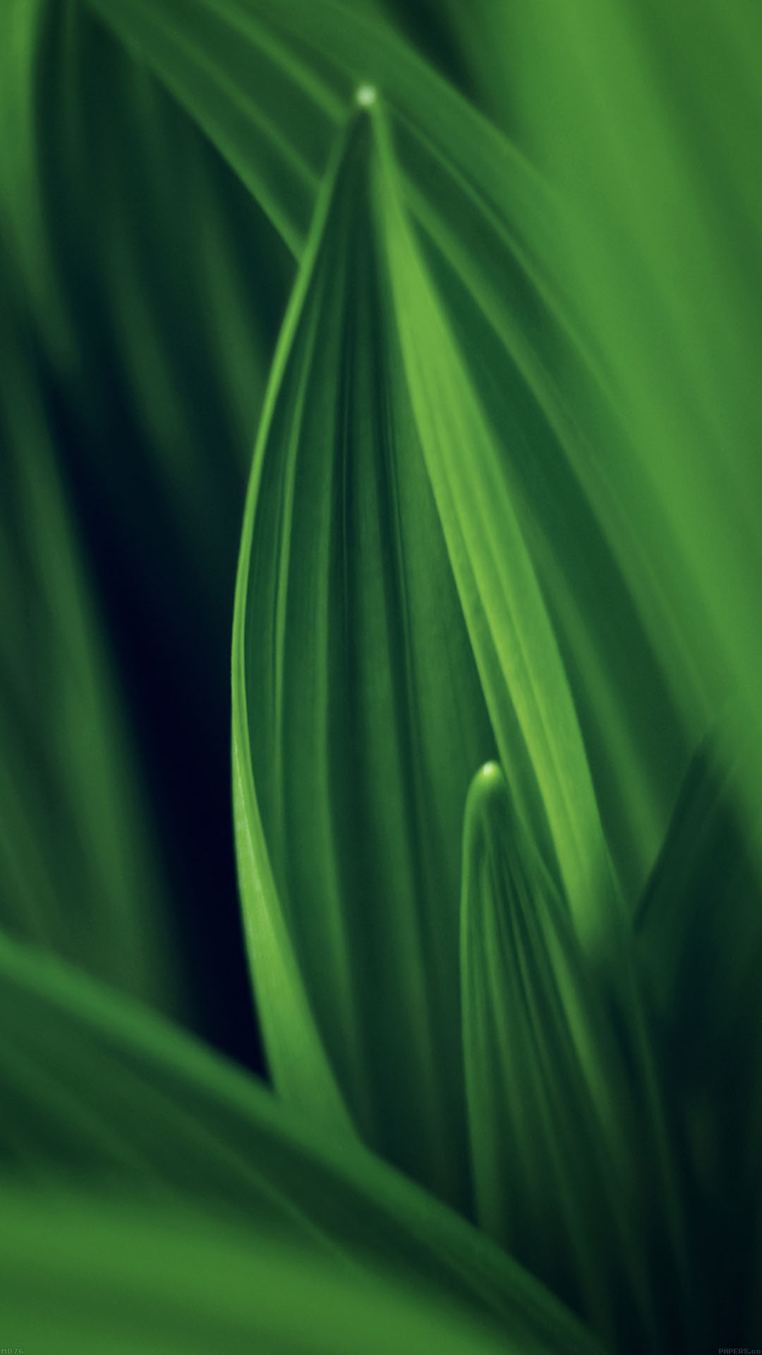 Leaf Nature Green Android wallpaper