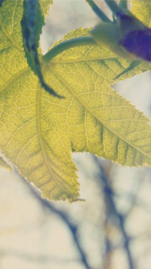 Leaf Nature Tree Shine Ben Moore Android wallpaper