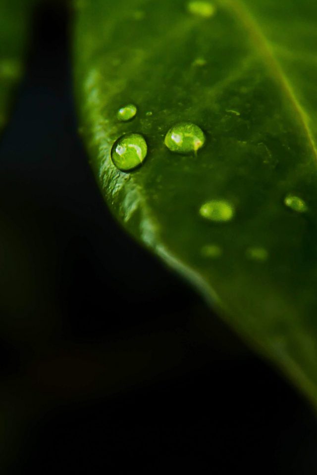 Leaf Rain Drop Green Nature Android wallpaper