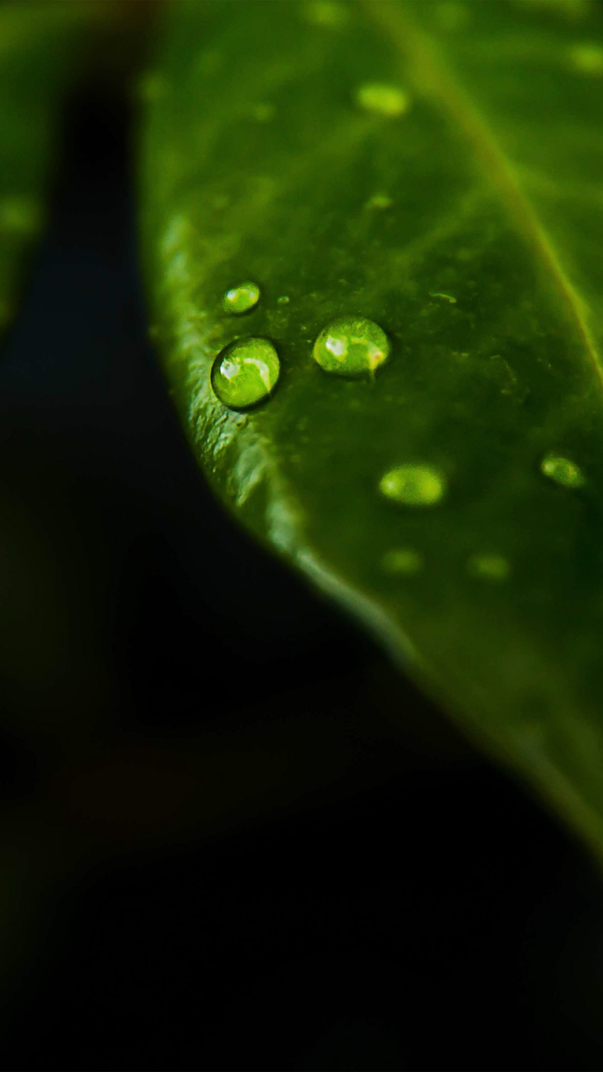 Leaf Rain Drop Green Nature Android wallpaper