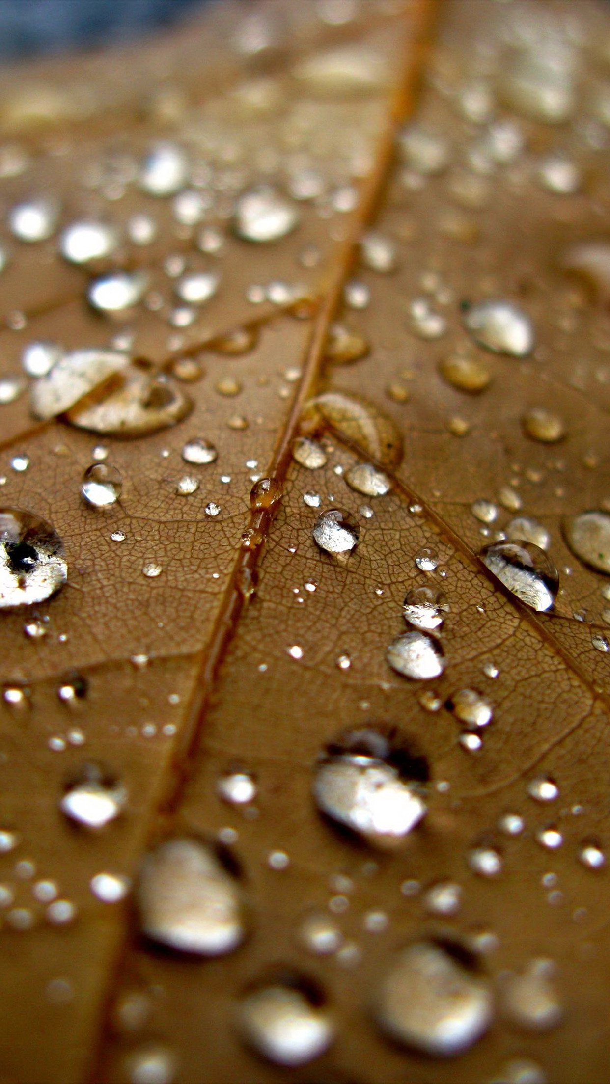 Leaf Rain Water Drop Bokeh Nature Android wallpaper