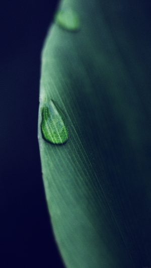 Leaf Raindrop Blue Nature Android wallpaper