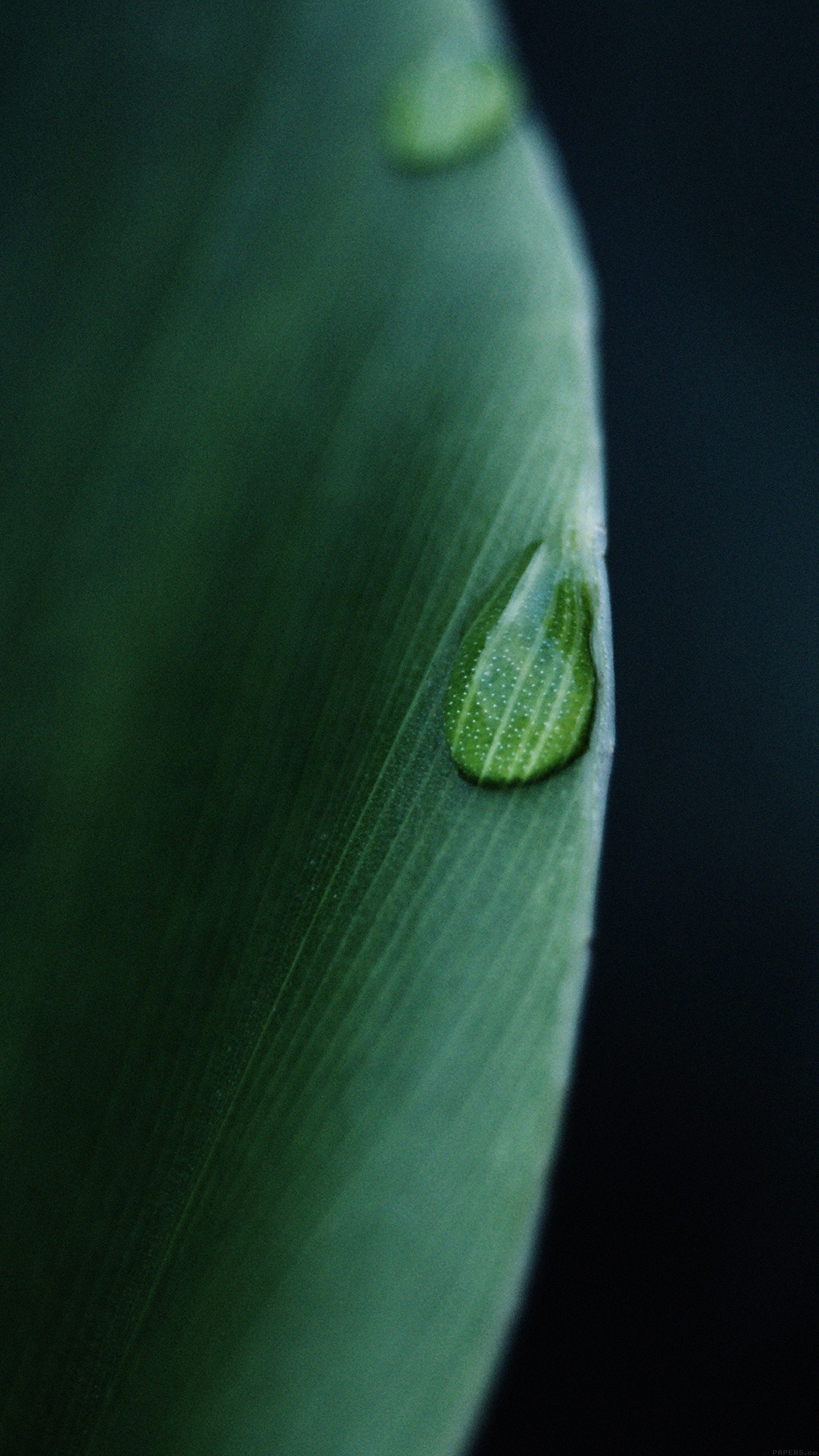 Leaf Raindrop Green Nature Android wallpaper