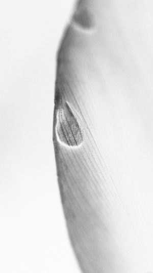 Leaf Raindrop White Nature Android wallpaper