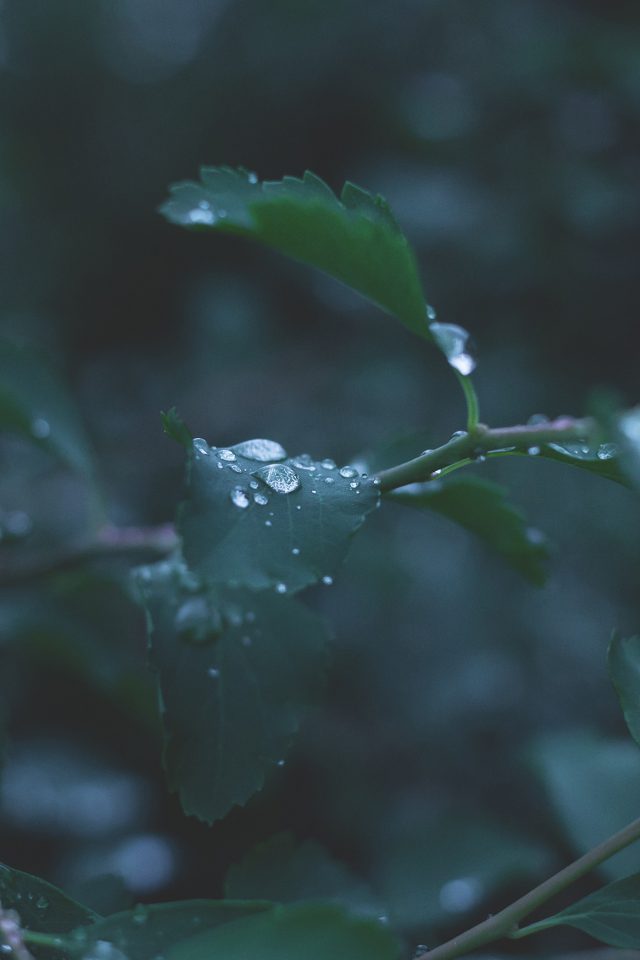 Leaf Water Rain Nature Green Android wallpaper