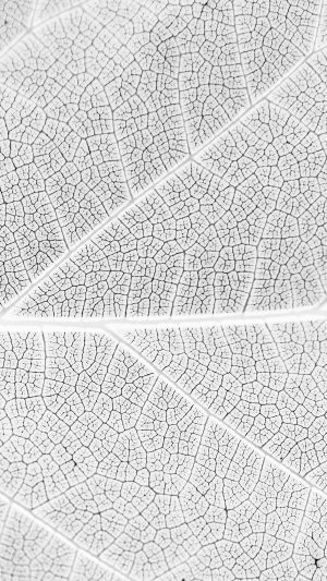 Leaf White Bw Nature Texture Pattern Android wallpaper