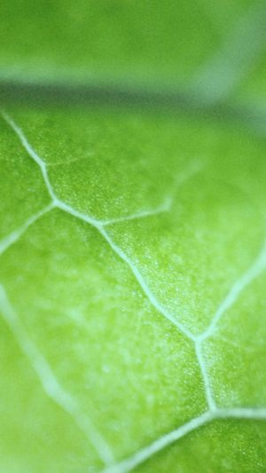 Leaf Zoom Green Nature Bokeh Android wallpaper