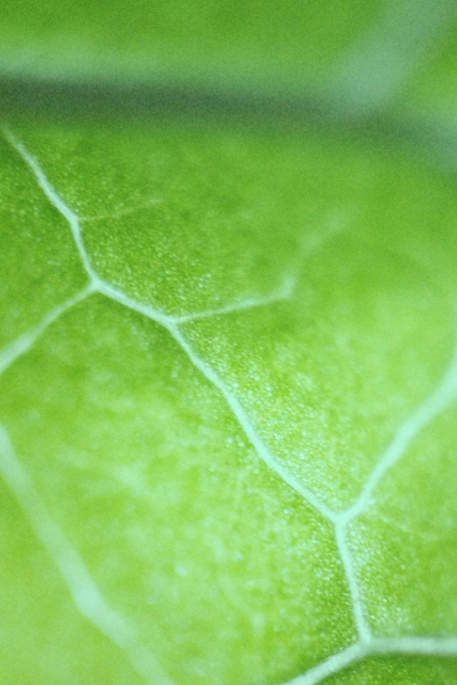 Leaf Zoom Green Nature Bokeh Android wallpaper