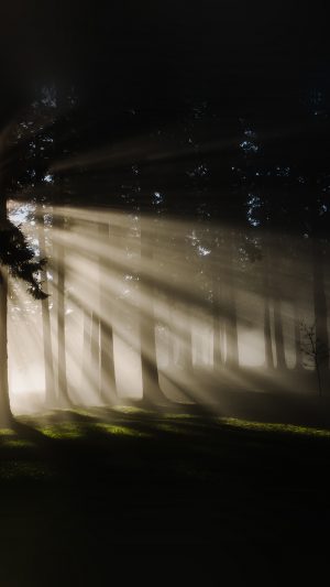 Light In Wood Forest Nature Shine Android wallpaper