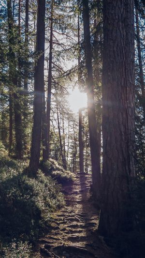 Light Wood Sun Forest Mountain Nature Android wallpaper