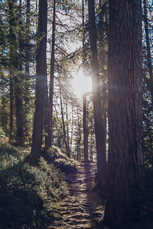 Light Wood Sun Forest Mountain Nature Android wallpaper