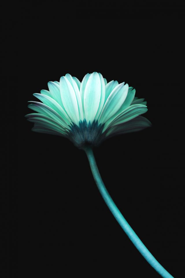 Lonely Flower Dark Blue Simple Minimal Nature Android wallpaper