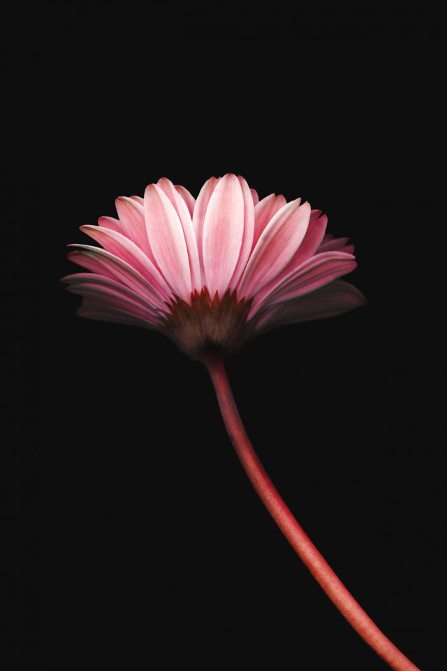 Lonely Flower Dark Red Simple Minimal Nature Android wallpaper