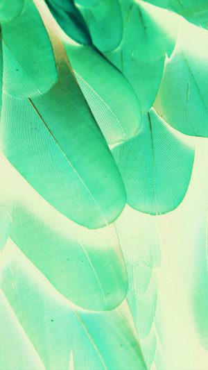 Meizu Feathre Green Blue Nature Texture Animal Pattern Android wallpaper
