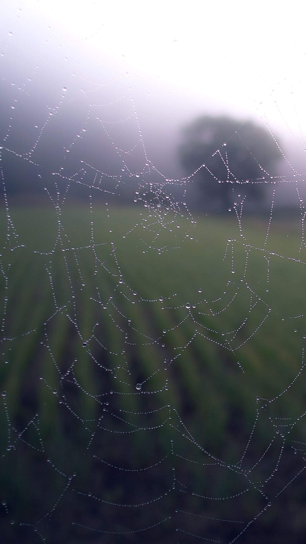 Morning Dew Spider Web Rain Water Nature Android wallpaper
