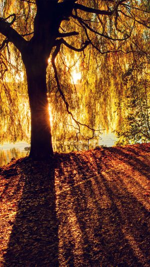 Morning Lake Tree Sunshine Nature Android wallpaper