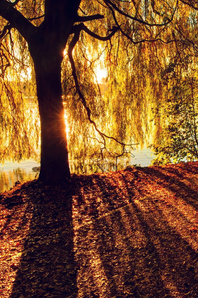 Morning Lake Tree Sunshine Nature Android wallpaper