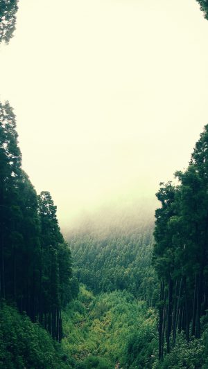Mountain Mirror Green Wood Nature Android wallpaper