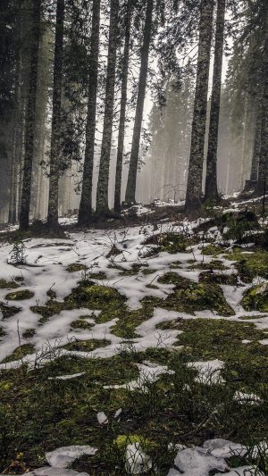 Mountain Snow Woods Nature Android wallpaper