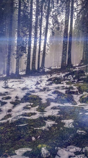 Mountain Snow Woods Nature Blue Flare Android wallpaper