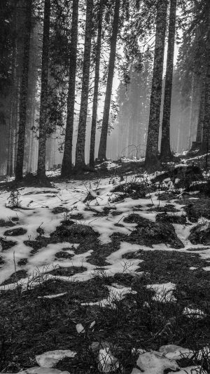 Mountain Snow Woods Nature Dark Bw Android wallpaper