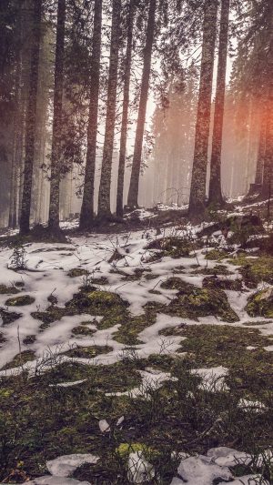 Mountain Snow Woods Nature Flare Android wallpaper