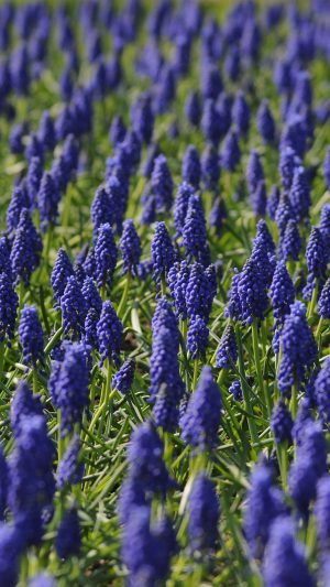 Muscari Field Flower Summer Nature Android wallpaper