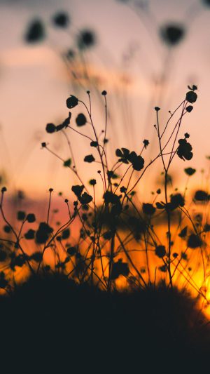Night Nature Flower Sunset Dark Shadow Android wallpaper