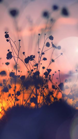 Night Nature Flower Sunset Dark Shadow Red Flare Android wallpaper