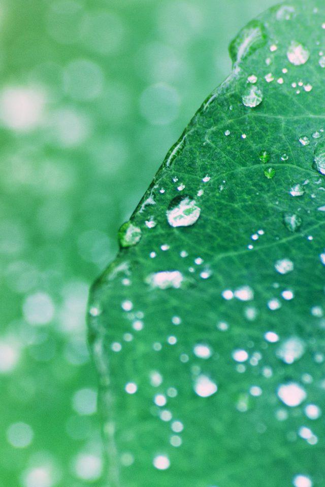 Oasis Leaf Rained After Morning Nature Android wallpaper