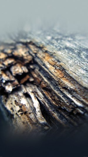 Old Aged Tree Nature Android wallpaper