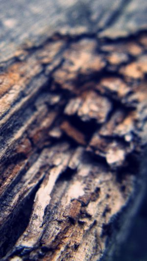 Old Tree Nature Android wallpaper