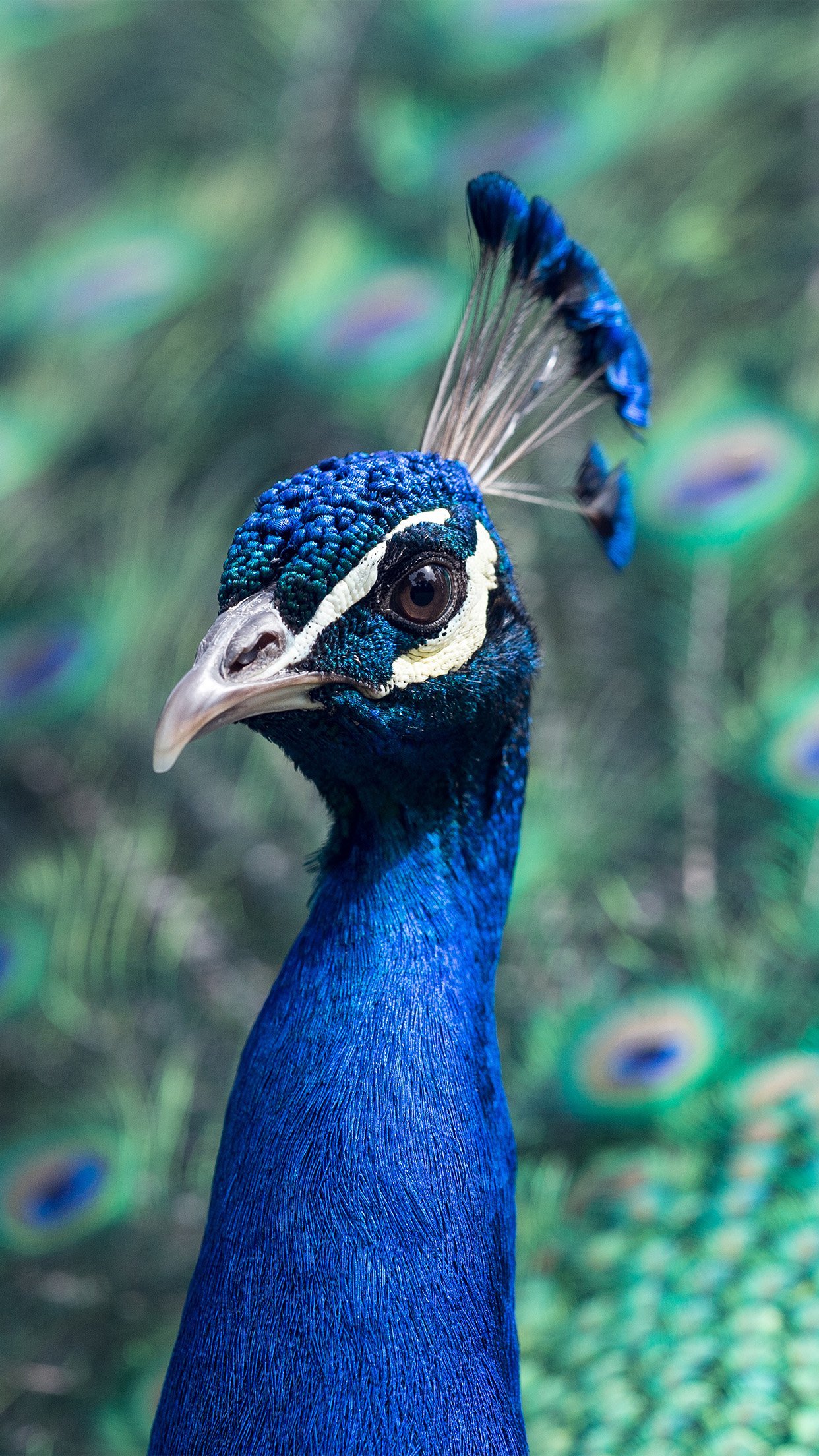 Peacock Animal Bird Nature Blue Android wallpaper