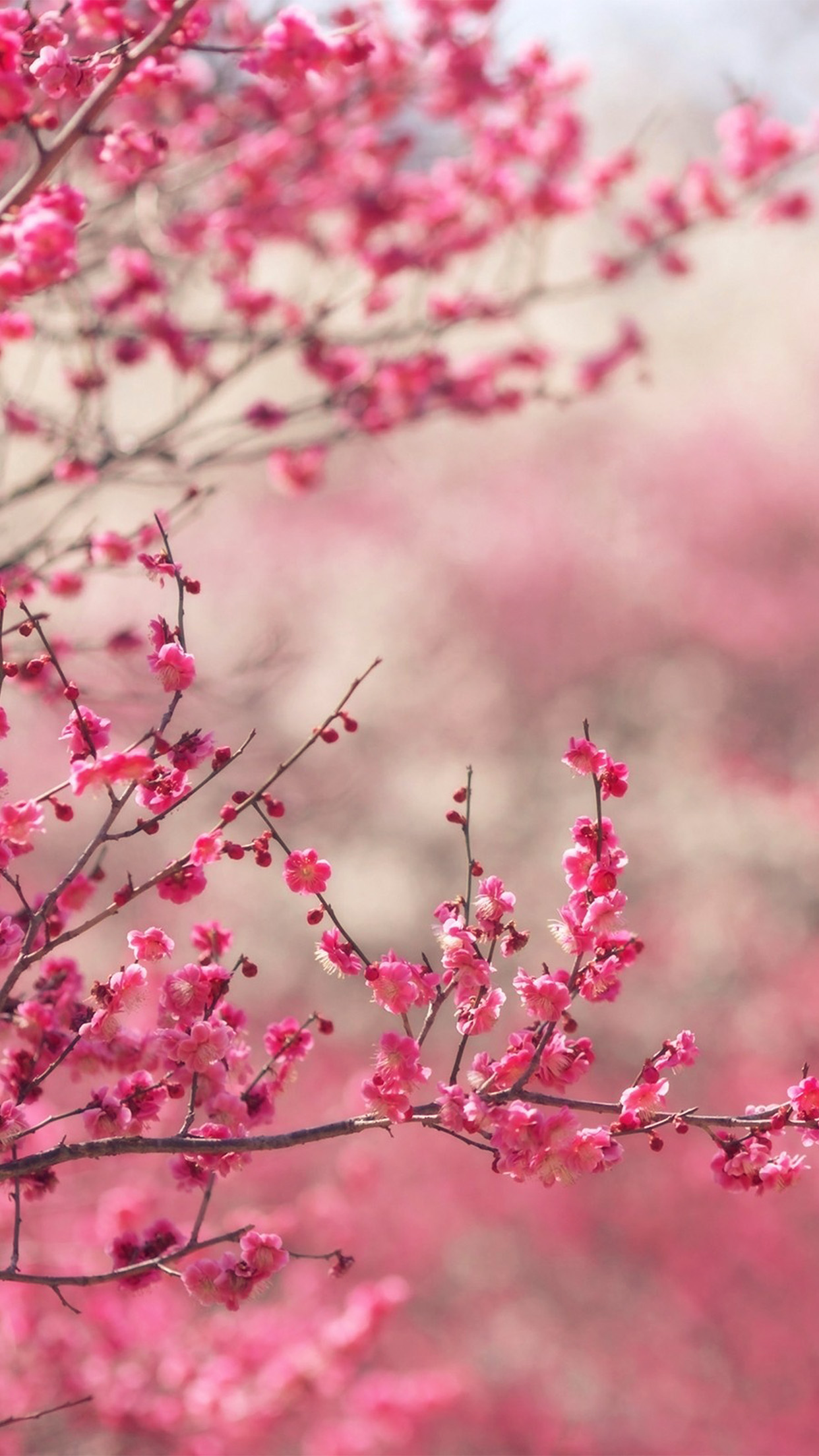 Pink Blossom Nature Flower Sprin Android Wallpaper Android HD