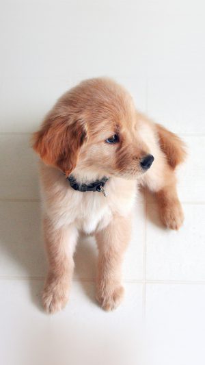 Puppy Love Cute Animal Nature Sitting Do Android wallpaper