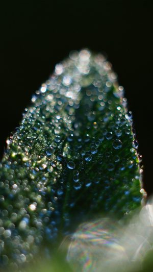 Rain After Leaf Flower Dark Nature Android wallpaper
