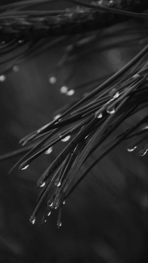 Rain Pine Tree Dark Bw Nature Mountain Android wallpaper