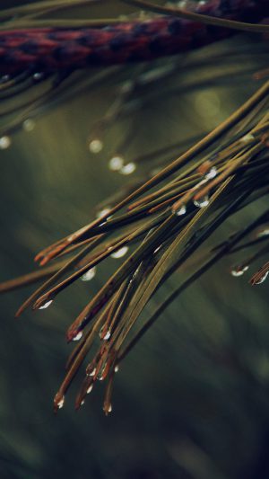 Rain Pine Tree Dark Green Nature Mountain Android wallpaper