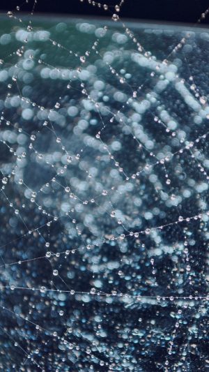 Raindrops Night Nature Spider Web Blue Android wallpaper