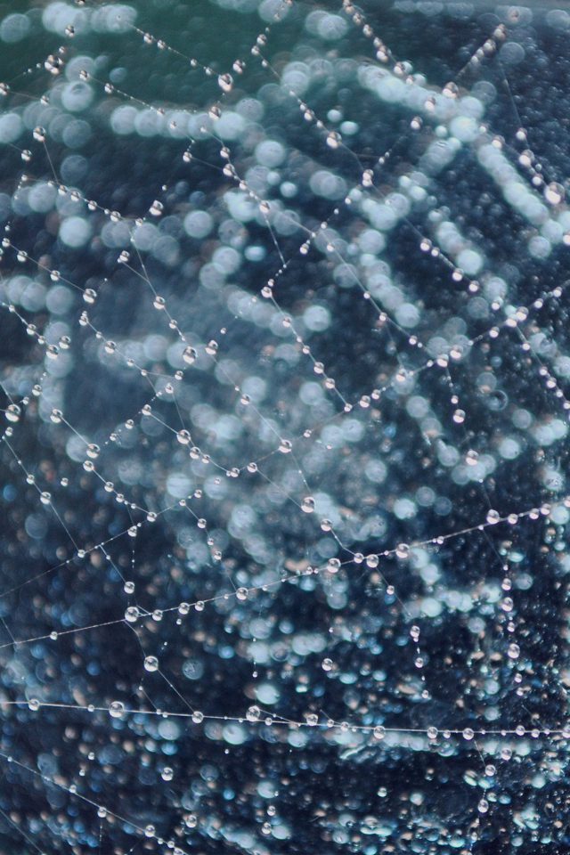 Raindrops Night Nature Spider Web Blue Android wallpaper