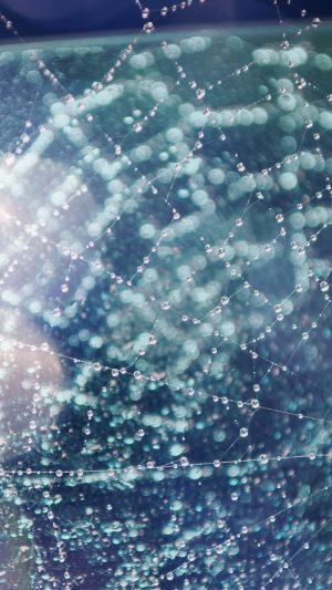 Raindrops Night Nature Spider Web Blue Flare Android wallpaper