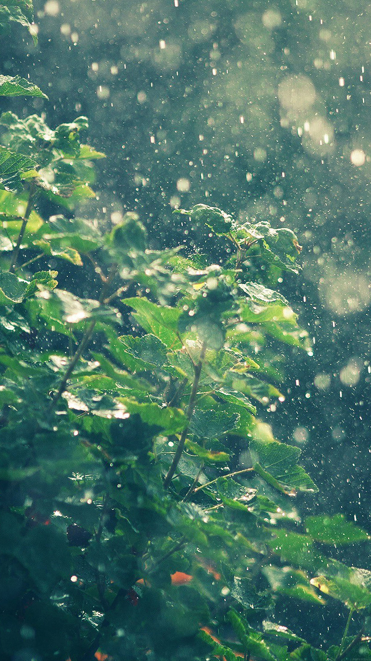 Raining Summer Sunny Flower Nature Android wallpaper