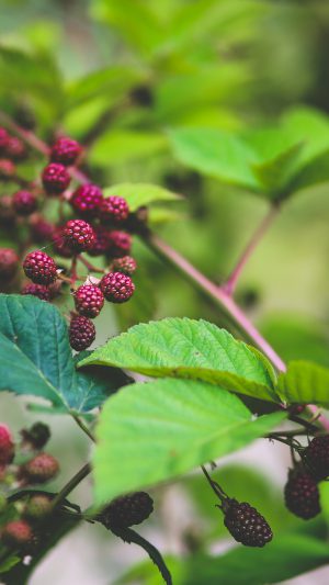 Red Berry Bush Nature Flower Android wallpaper