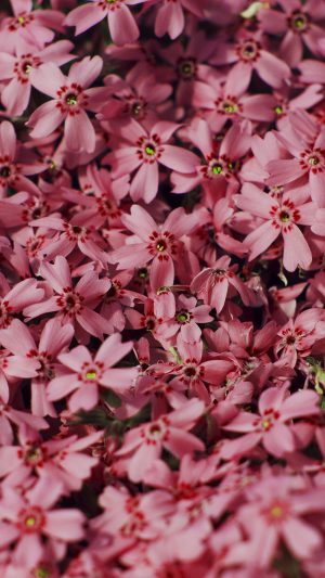 Red Flower Nature Party Spring Blossom Android wallpaper